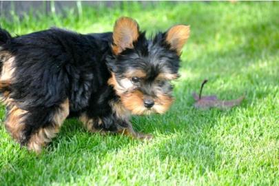 H�bsche  Yorkshire Terrier Welpen