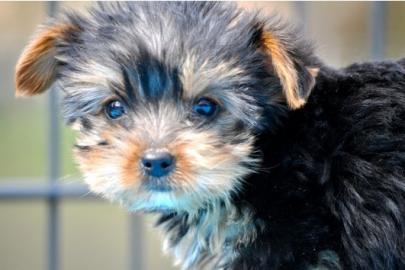 H�bsche  Yorkshire Terrier Welpen