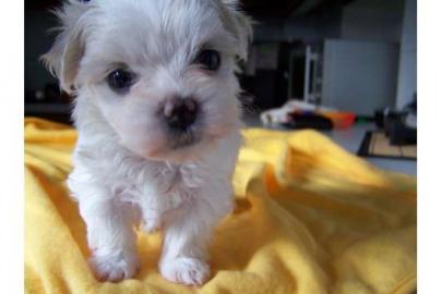 s��e Mini- Malteser Welpen | Puppengesic