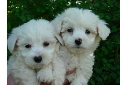 s��e Mini- Malteser Welpen | Puppengesic