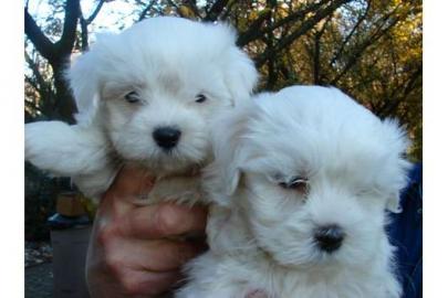 s��e Mini- Malteser Welpen | Puppengesic