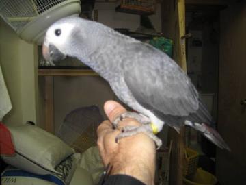 Verspielte Graupapageien