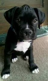 Boxer Welpe