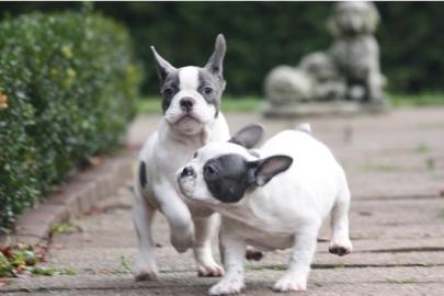 Franz�sische Bulldogge Welpen!!