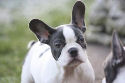Franz�sische Bulldogge Welpen!!