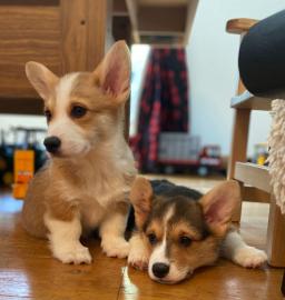 Pembroke Welge Corgi