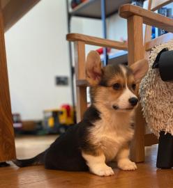 Pembroke Welge Corgi