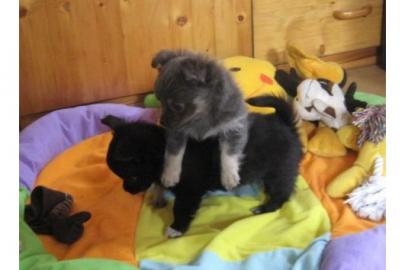 2S��er Chihuahua Welpe m�chte ausziehen