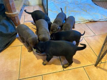 M?nnliche und weibliche Dobermannwelpen