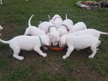 Dogo Argentino Welpen