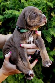 Catahoula - Louisiana Leopard Dog Welpen