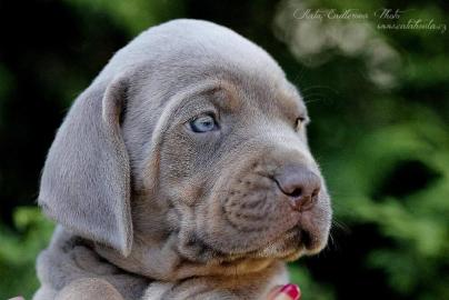 Catahoula - Louisiana Leopard Dog Welpen