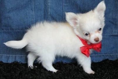 CHIHUAUA BABYS