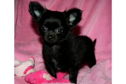 CHIHUAUA BABYS