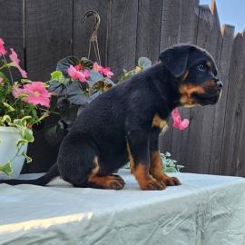 Rottweilerwelpen whatsapp nummer +436811