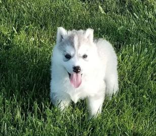 Siberian Husky puppies