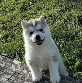 Siberian Husky puppies