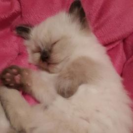 M�nnlich und weiblich Ragdoll K�tzchen