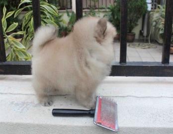 s��e Pomeranian - Zwergspitz Babys