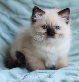 gut trainierte Ragdollk�tzchen, die ein