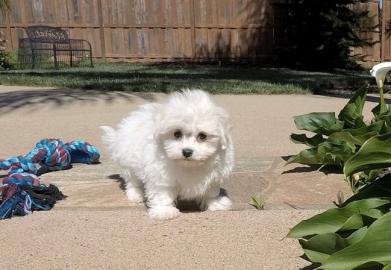 Beautiful maltese puppy