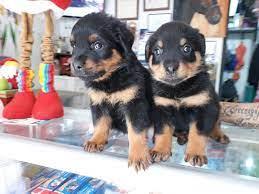 Rottweiler-Welpen aus ADRK/VDH-Leistungs