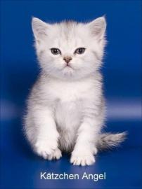 Zwei wundersch�ne Britisch Kurzhaar K�te