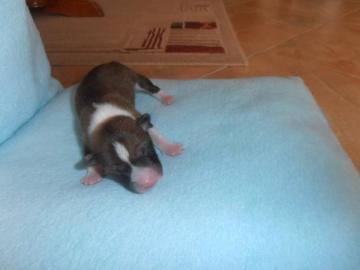 Basenji Luxuswelpen mit Papiere FCI