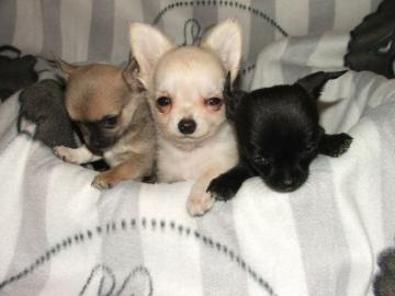 wundersch�ne Chihuahua Welpen