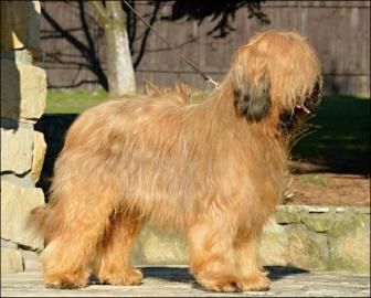 Briard, Welpen mit FCI Stammbaum