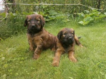 Briard, Welpen mit FCI Stammbaum