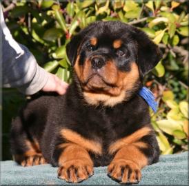 VDH - ADRK-Rottweilerwelpen