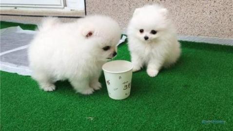 Qualit?t S?sse Zwergspitz / Pomeranian