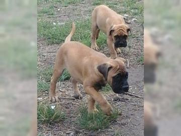 Wundersch?ne Bullmastiffwelpen mit Ahnen