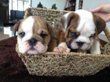 S��e Englische Bulldoggen Welpen