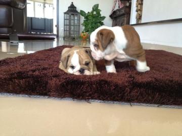 S��e Englische Bulldoggen Welpen