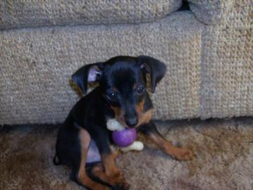 Zwergpinscher-Welpen vom familieZ�cht