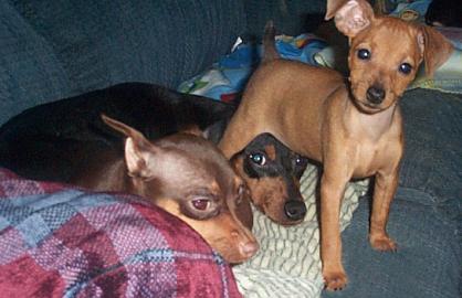Zwergpinscher-Welpen vom familieZ�cht