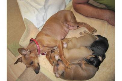 Zwergpinscher-Welpen vom familieZ�cht