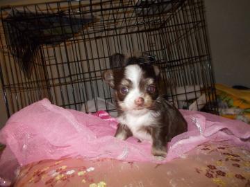 Chihuahua-Welpen