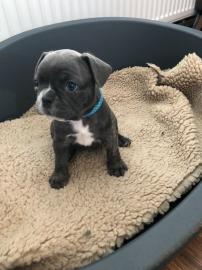 Franz?sische Bulldog Welpen