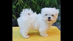 Bichones Malteses zur Adoption