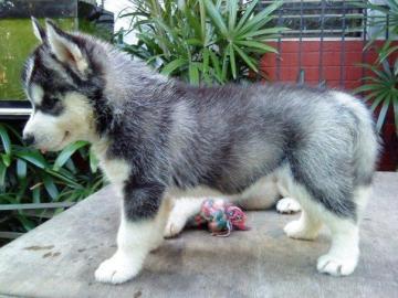 Wundersch�ne Siberian Husky Welpen