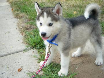 Wundersch�ne Siberian Husky Welpen