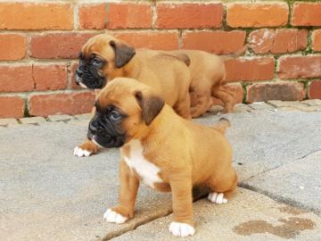 Wundersch?ne Boxerwelpen f?r ein neues Z