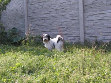 TIBET-TERRIER Welpen mit gro�em HERZ