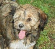 TIBET-TERRIER Welpen mit gro�em HERZ