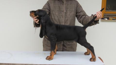 Seltene Black and Tan Coonhound welpen