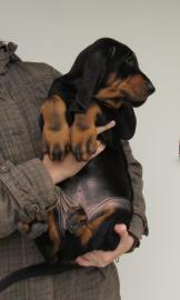 Seltene Black and Tan Coonhound welpen