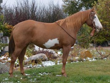 American Paint horse  fr gutes Zuhause